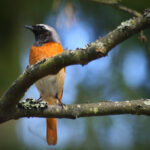 Qu’est-ce que le langage des oiseaux ?