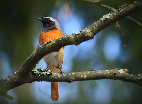 Oiseau posé sur une branche